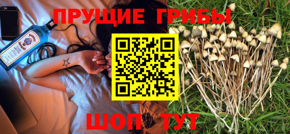 Псилоцибиновые грибы Psilocybe Артём